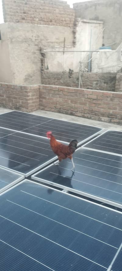 Golden breeder Murgha for sale