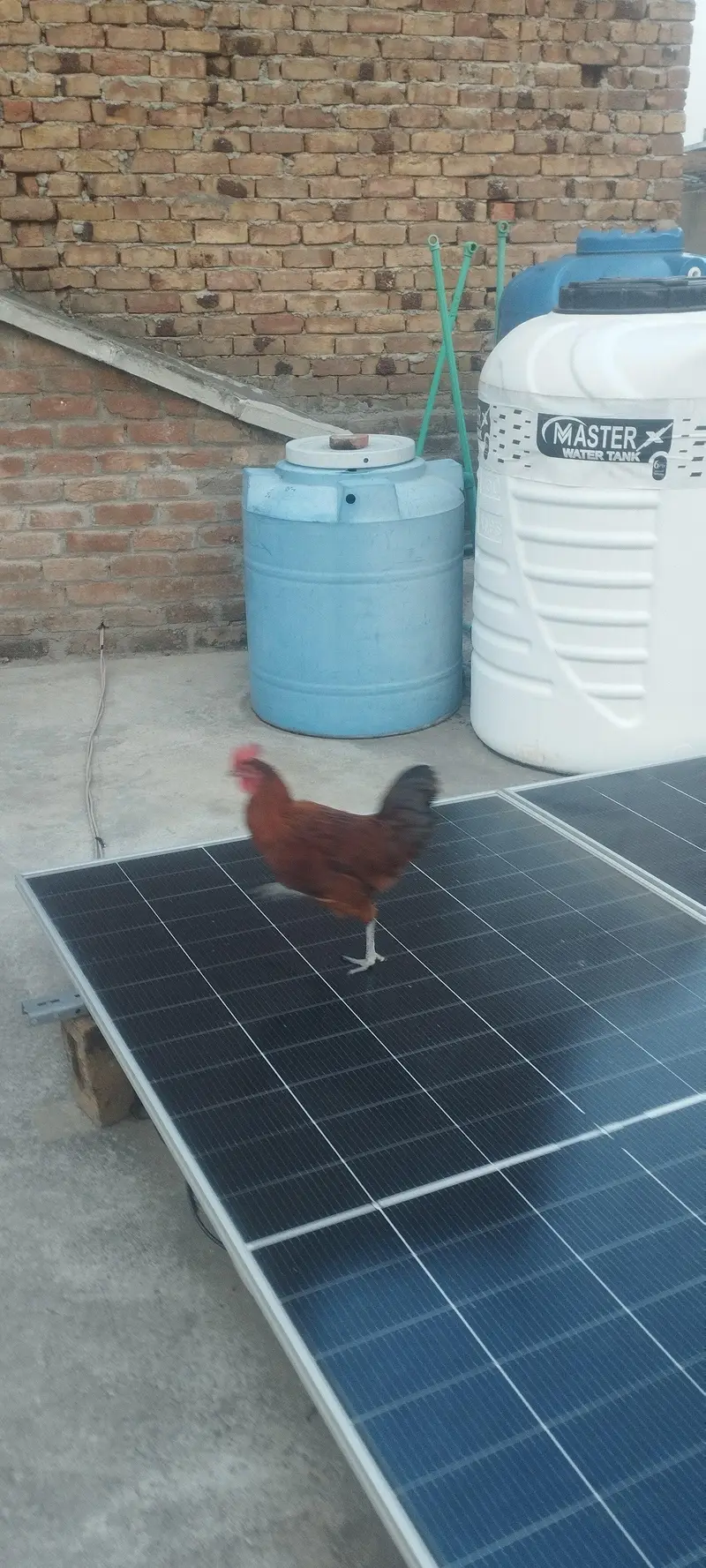 Golden breeder Murgha for sale — photo 2