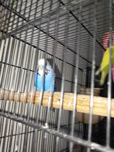 healthy active birds is available for sale