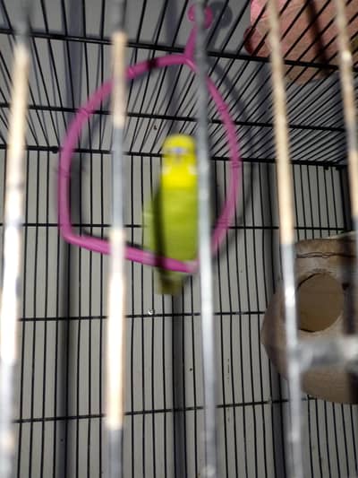 healthy active birds is available for sale