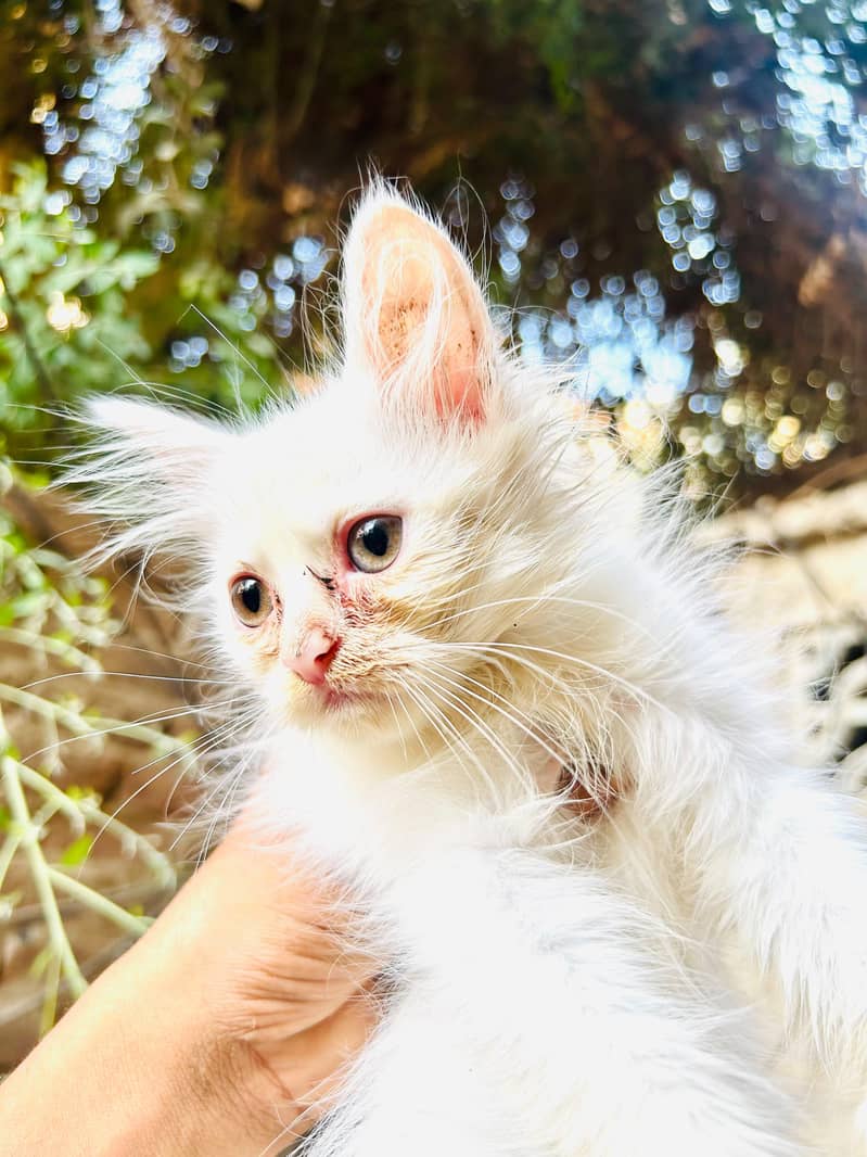 4 kittens available 0