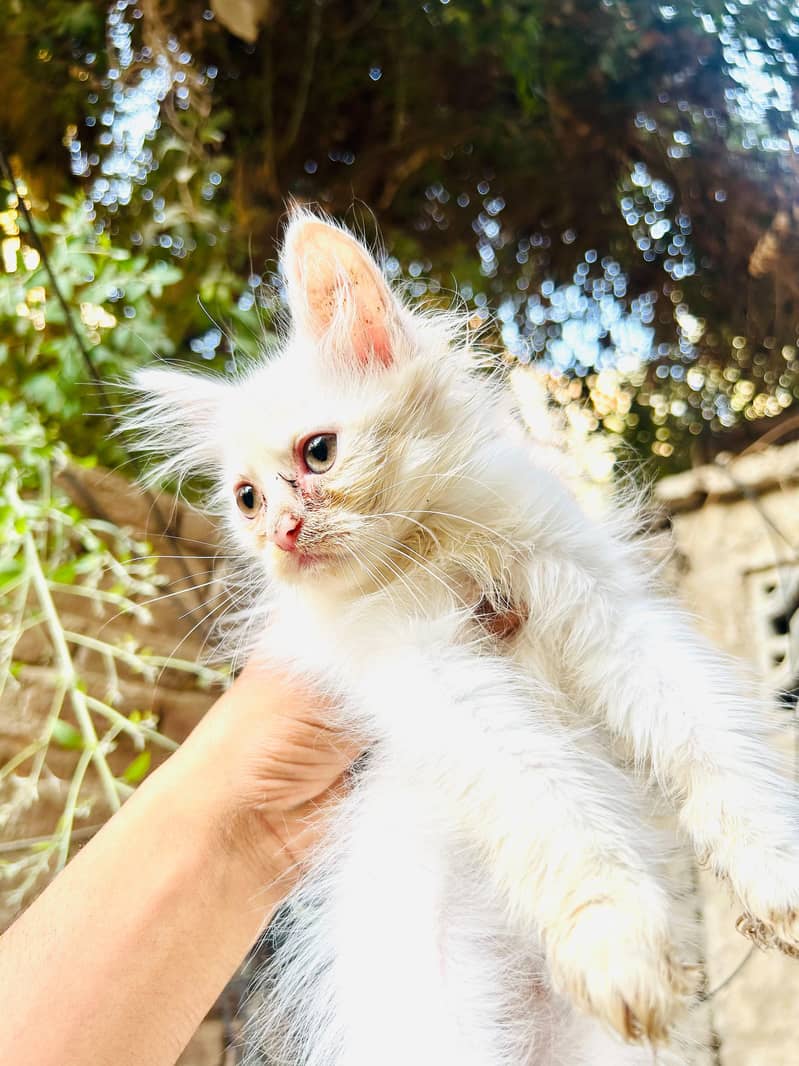 4 kittens available 1