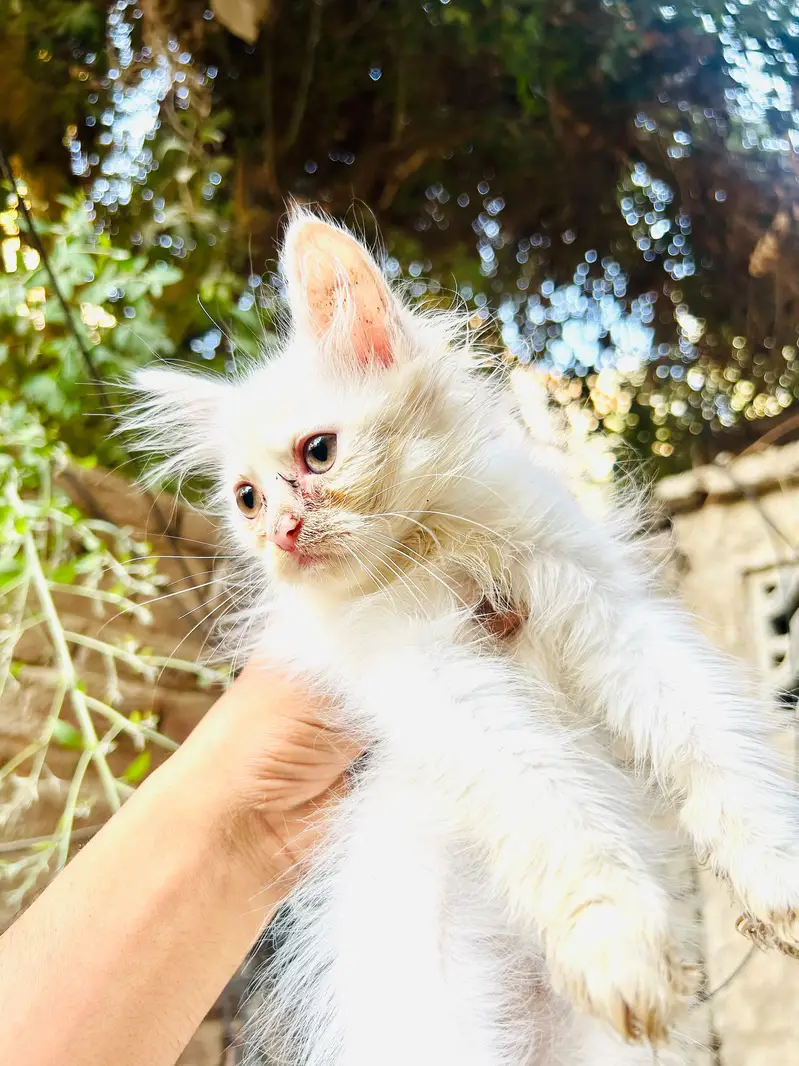 4 kittens available — photo 2
