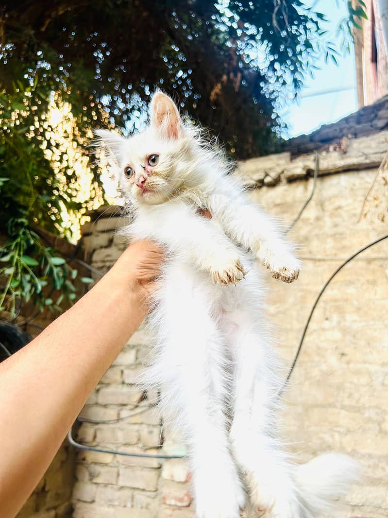 4 kittens available 2