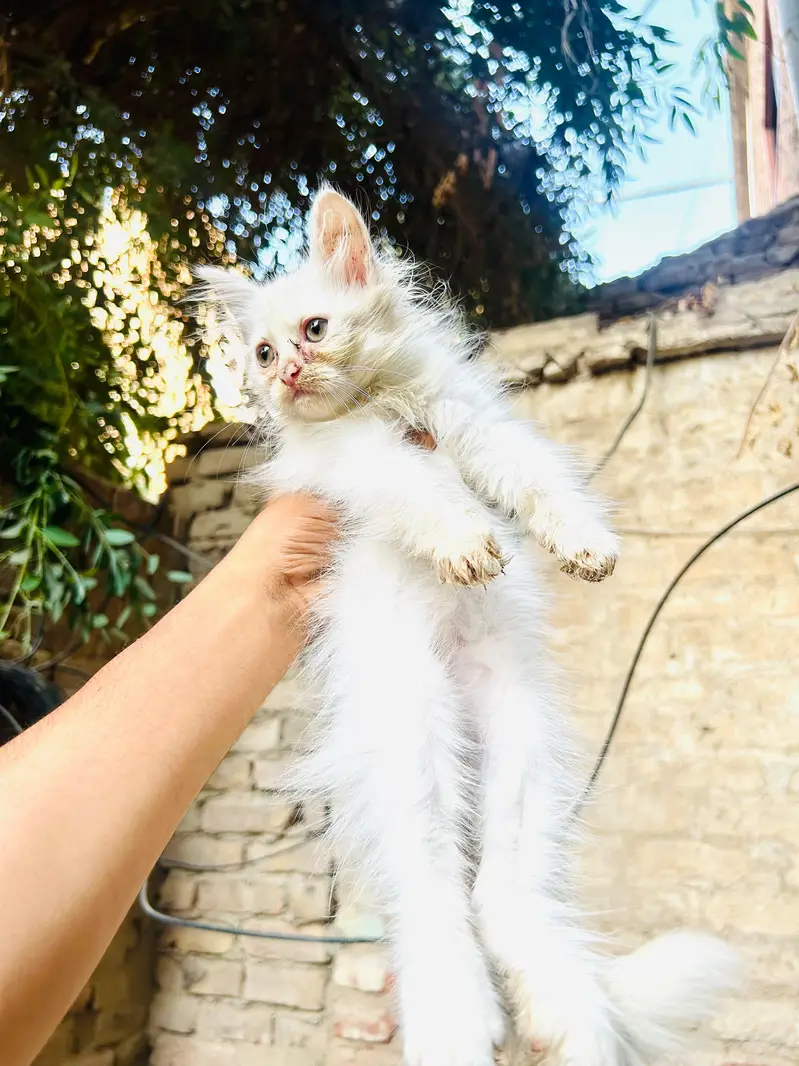 4 kittens available — photo 3