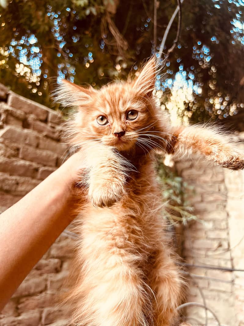 4 kittens available 3