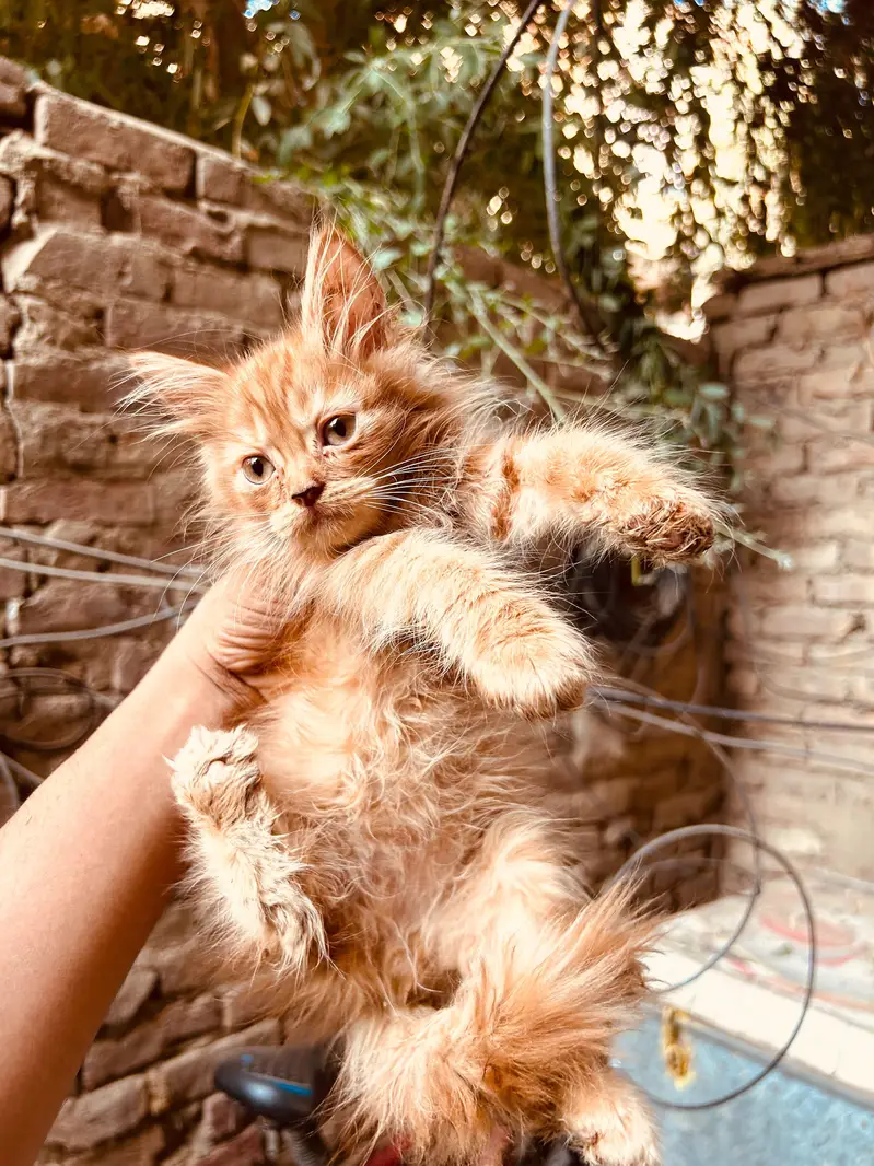 4 kittens available — photo 5