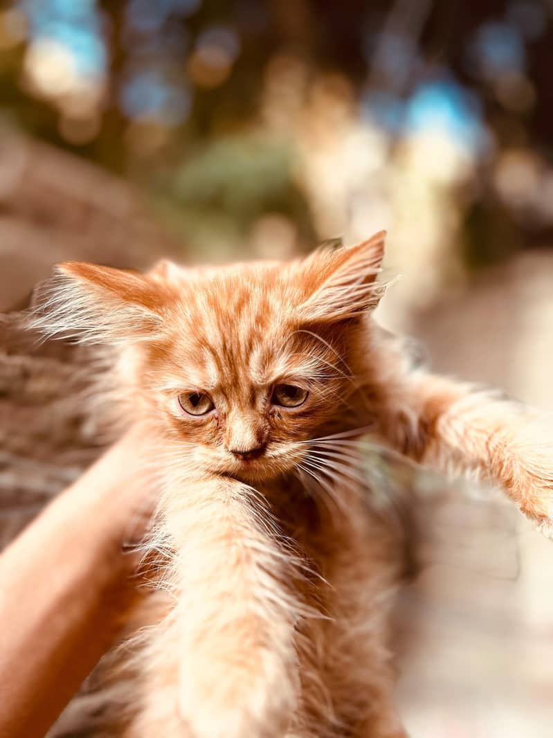 4 kittens available 5