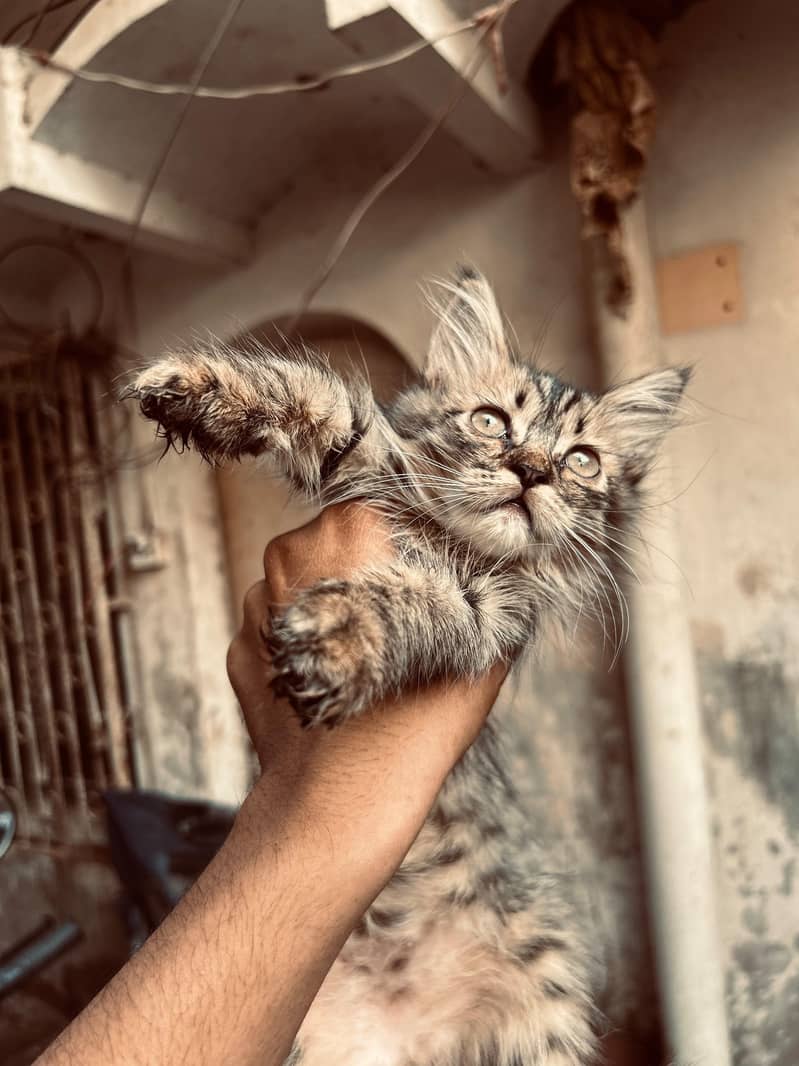 4 kittens available 7