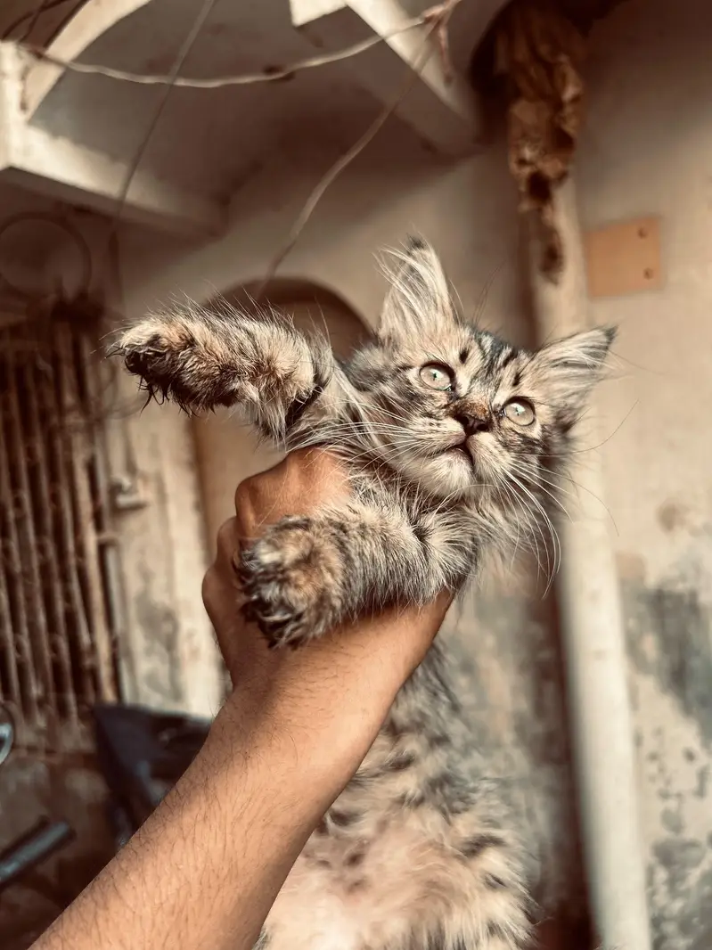 4 kittens available — photo 8