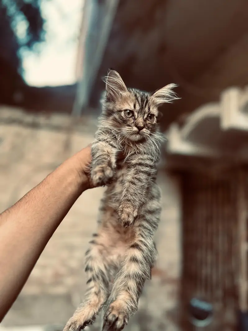 4 kittens available — photo 9