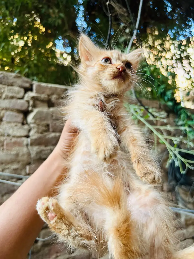 4 kittens available — photo 10