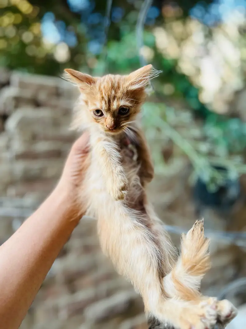 4 kittens available — photo 11