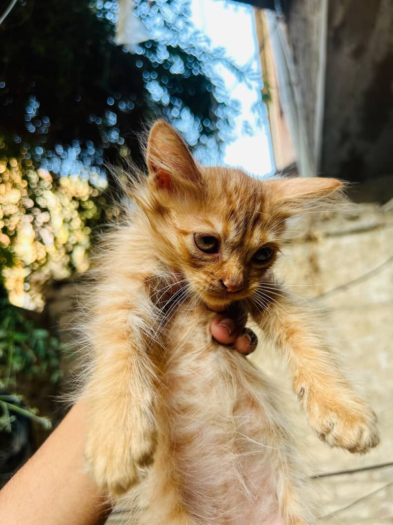 4 kittens available 11
