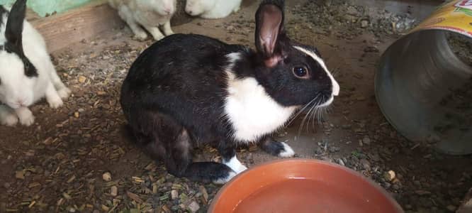 4 breeder females and 2 breeder male available