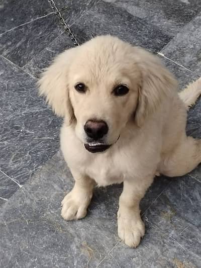 American Labrador puppy 3 month male puppy White color
