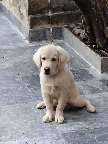 American Labrador puppy 3 month male puppy White color — photo 2
