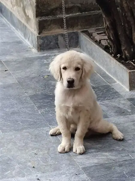 American Labrador puppy 3 month male puppy White color — photo 3