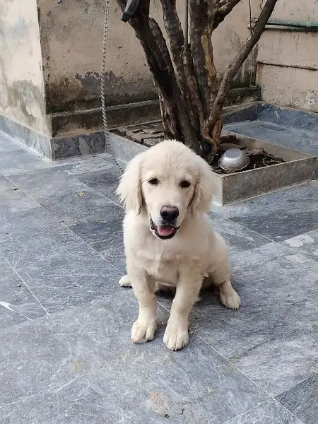American Labrador puppy 3 month male puppy White color — photo 4