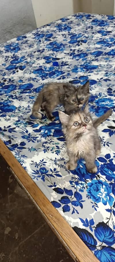 Mano and Tom watsppp num#03066427806