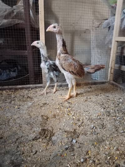 Chicks