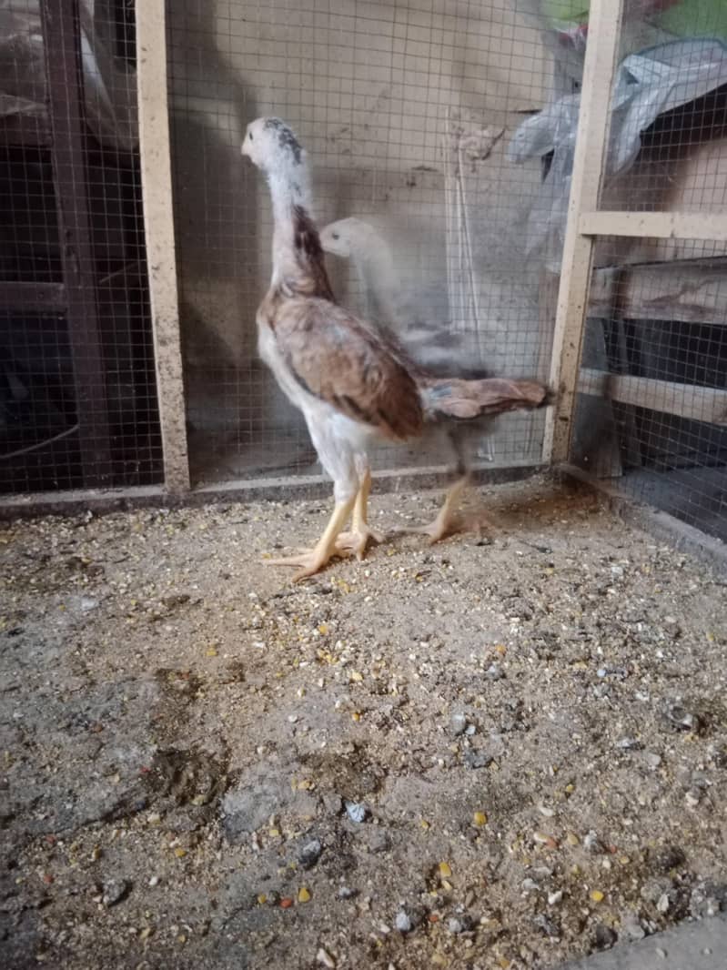 Chicks 1