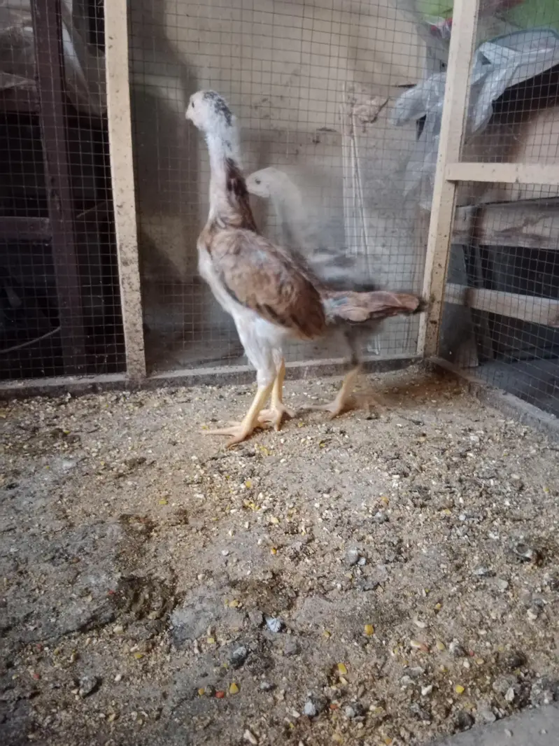 Chicks — photo 2