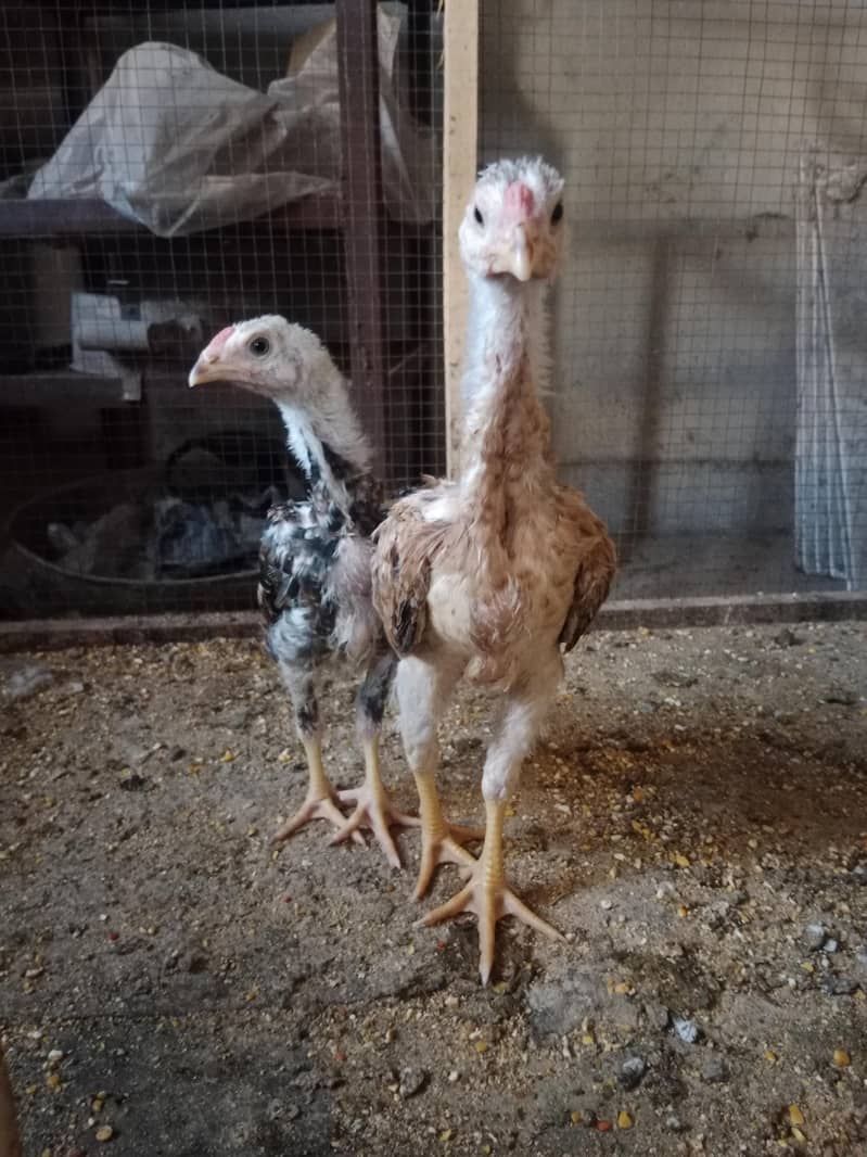 Chicks 2