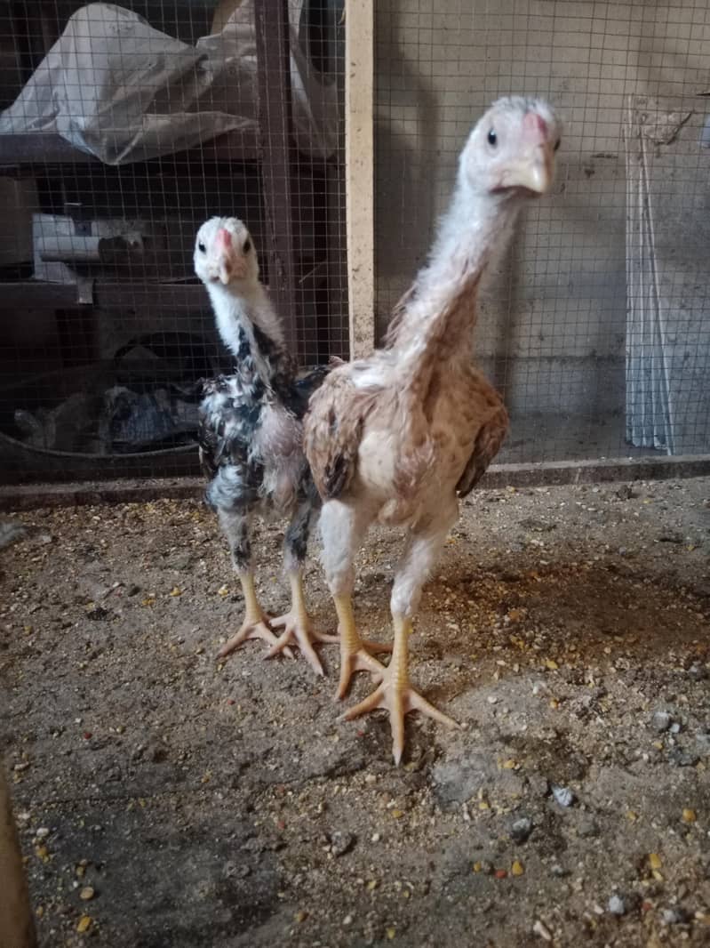 Chicks 3