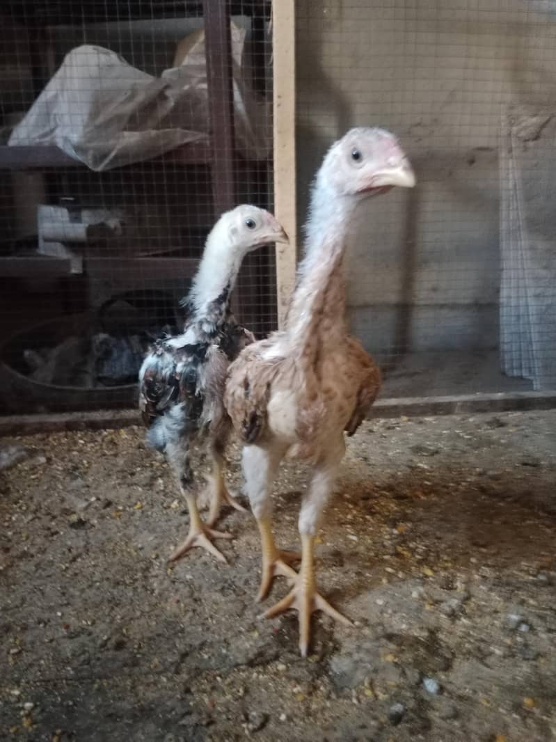 Chicks 4