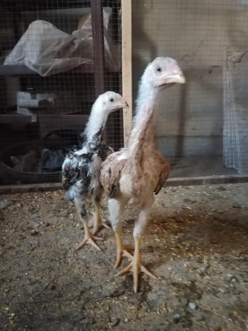 Chicks — photo 5