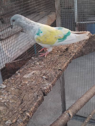 khaki female breeder