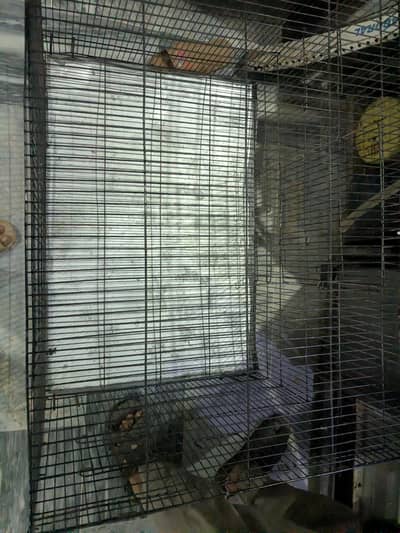 Iron cage for hen, parrot and cats