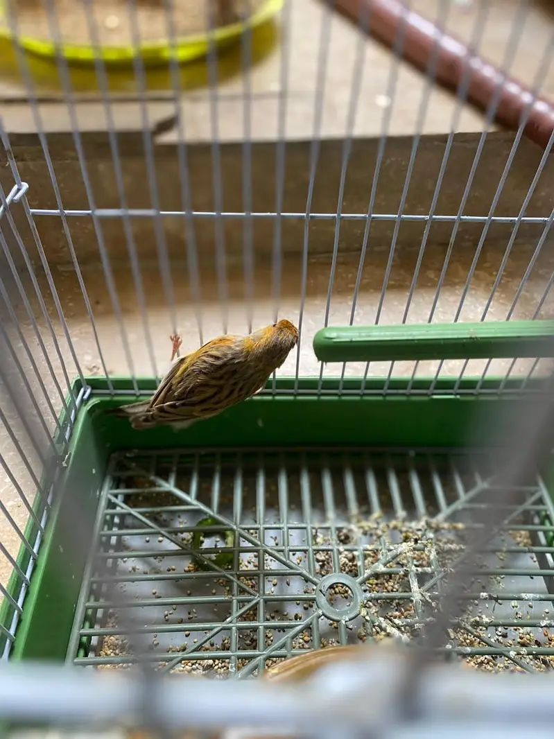 singing bird awaz nikltaa haii gel — photo 2