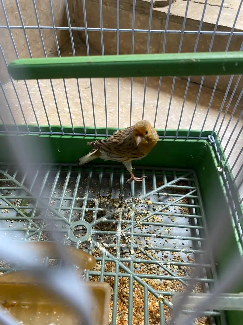 singing bird awaz nikltaa haii gel — photo 3