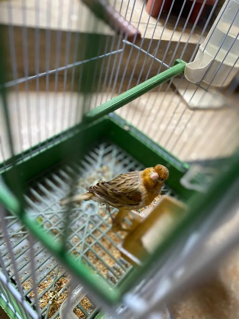 singing bird awaz nikltaa haii gel — photo 4