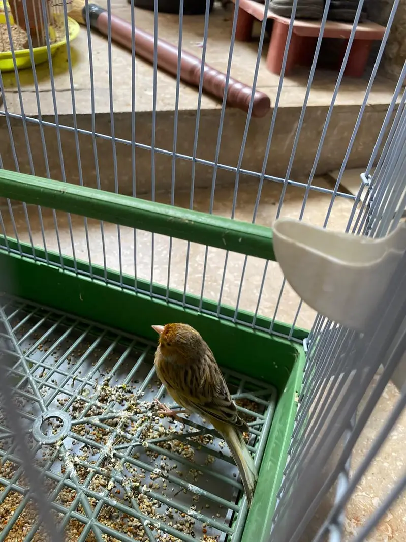 singing bird awaz nikltaa haii gel — photo 5