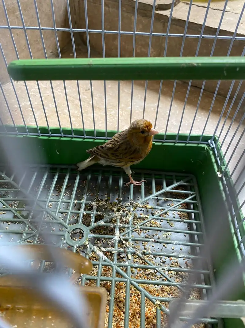 singing bird awaz nikltaa haii gel — photo 6