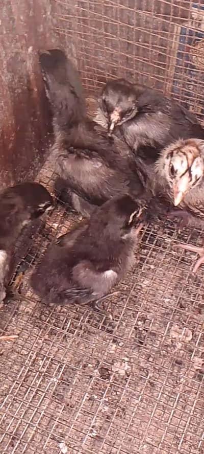 dragon blue black Thai chicks available for sale