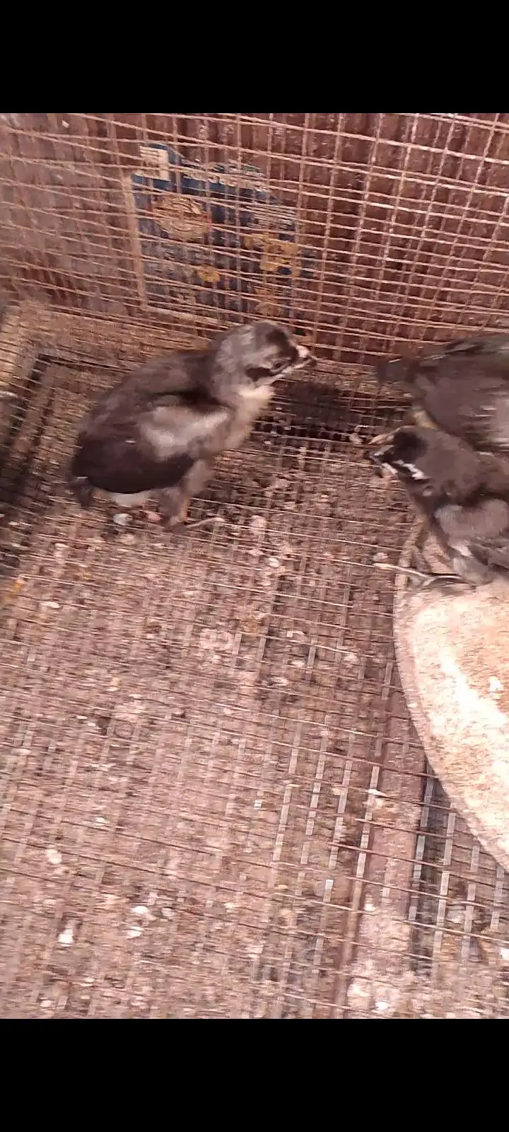 dragon blue black Thai chicks available for sale — photo 2