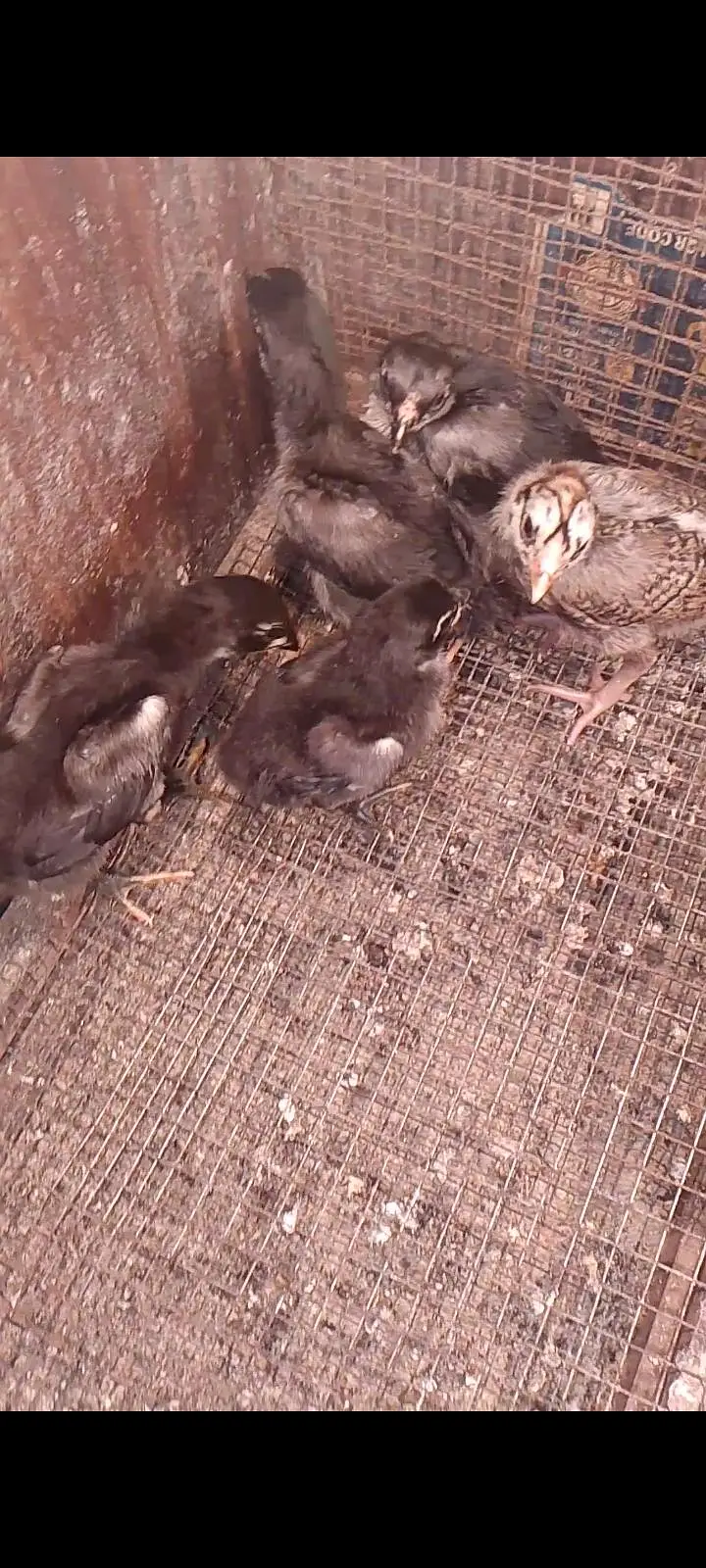 dragon blue black Thai chicks available for sale — photo 3
