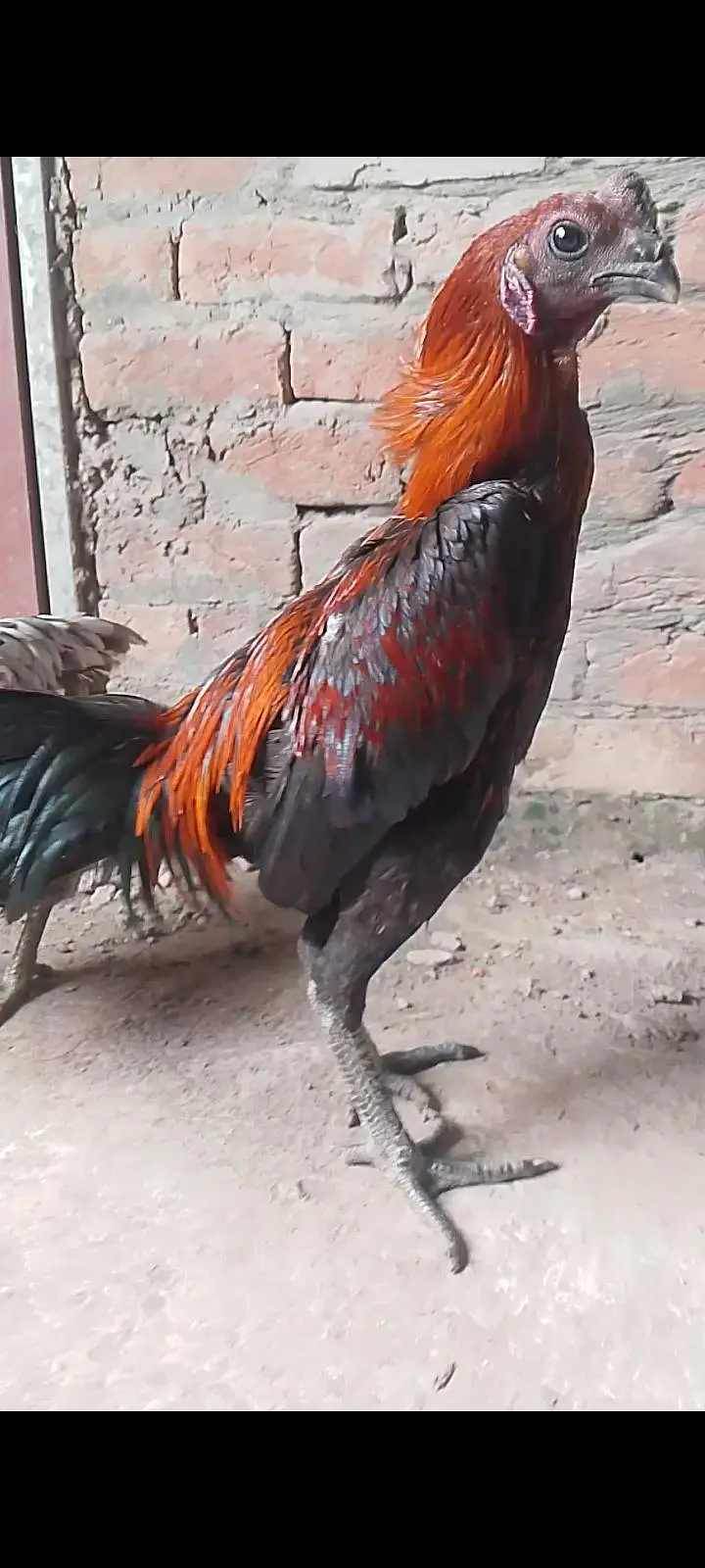 dragon blue black Thai chicks available for sale — photo 4