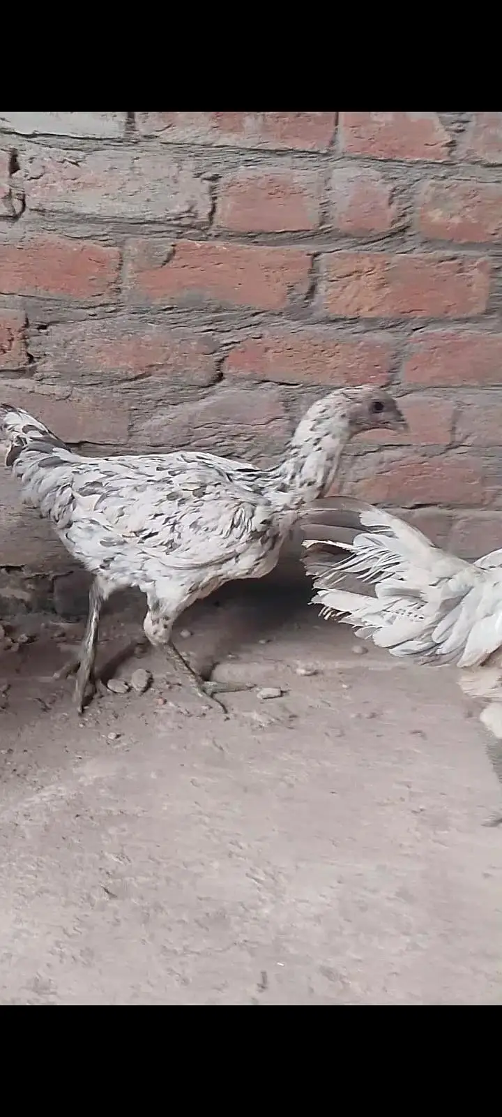 dragon blue black Thai chicks available for sale — photo 6