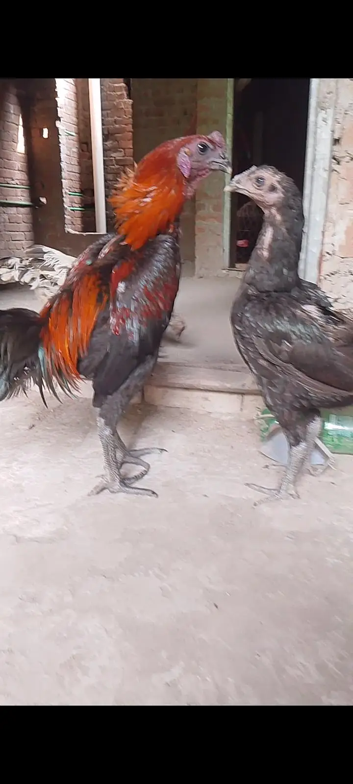 dragon blue black Thai chicks available for sale — photo 7