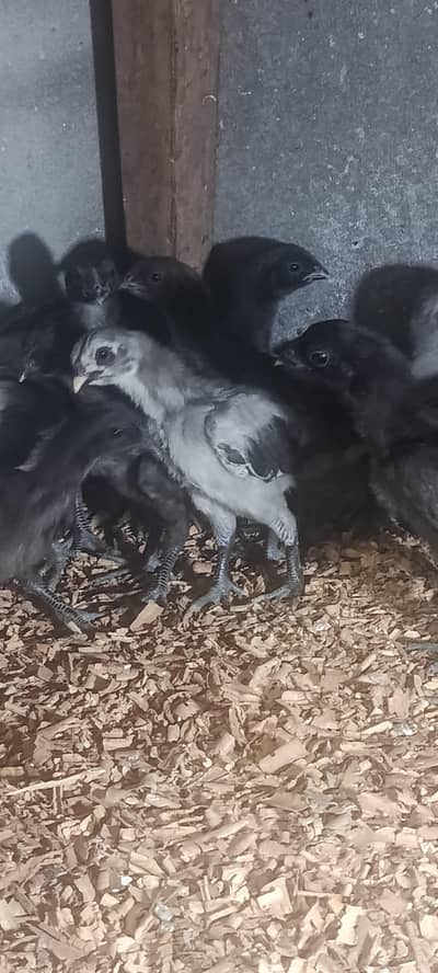 Black and Blue Dragon chiks
