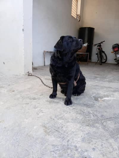 Labrador retriever for stud
