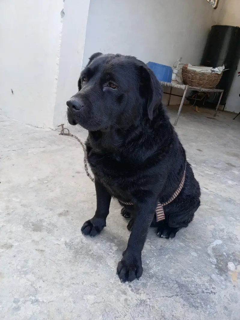 Labrador retriever for stud — photo 2