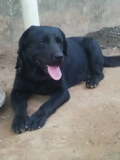 Labrador retriever for stud — photo 3