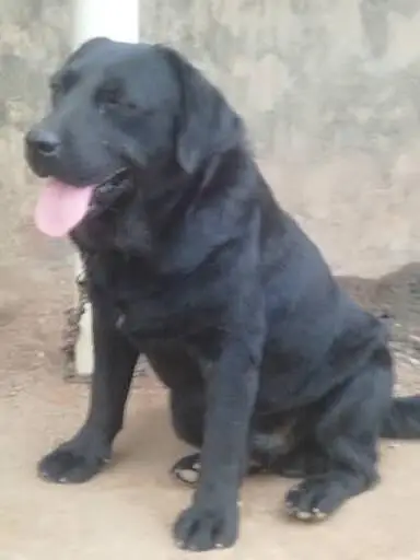 Labrador retriever for stud — photo 4