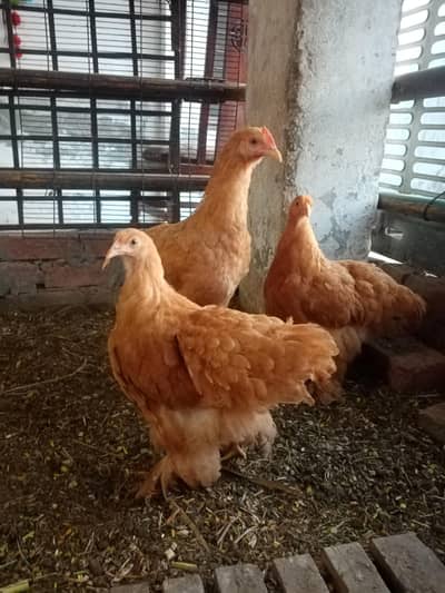 Golden Buff Chicks